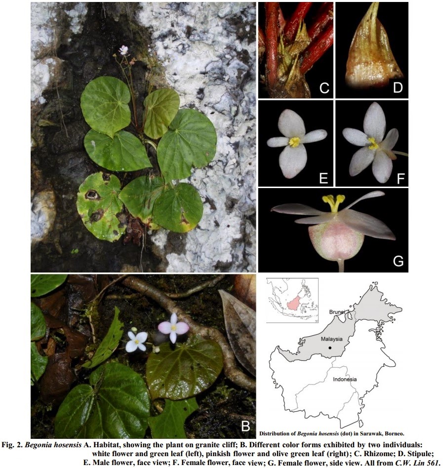 B. hosensis